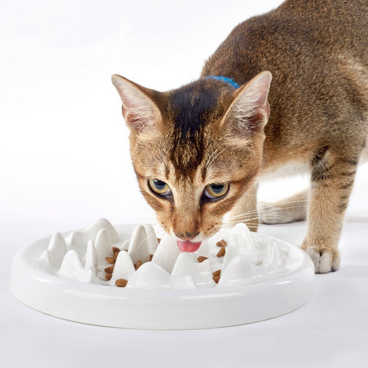 slow-food-bowl-ceramic-cat-bowl-application-droppzza.jpg