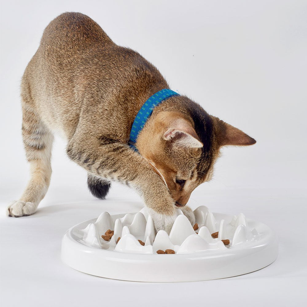 slow-food-bowl-ceramic-cat-bowl-application-droppzza.jpg